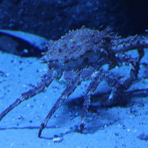 Crab-species