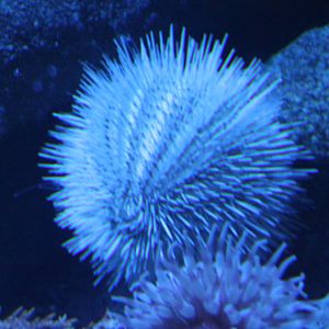 Sea-urchin