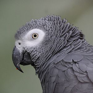 African grey parrot