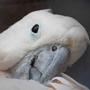 Salmon-crested cockatoo
