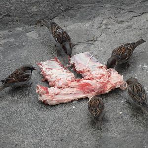Carnivorous sparrows