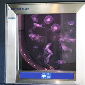 Jellyfish aquarium
