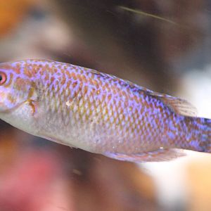 Rock cook - Centrolabrus exolentus