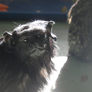 Red-handed tamarin