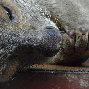 Fossa closeup