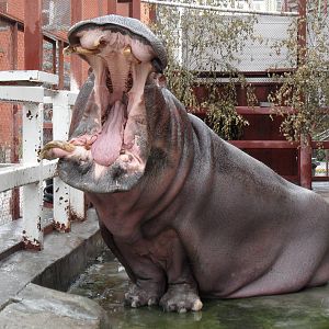Hippo gape 1