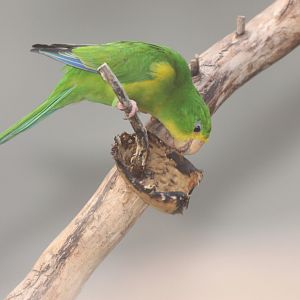 Mountain Parakeet (Psilopsiagon aurifrons)