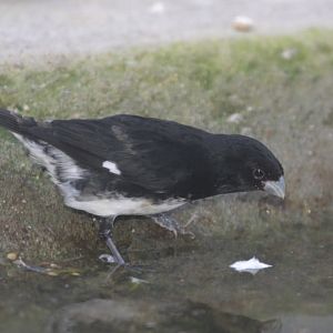 Black-and-white Seedeater (Sporophila luctuosa) male