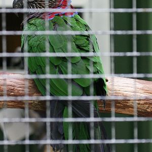 Hawk-headed Parrot (Deroptyus accipitrinus fuscifrons)