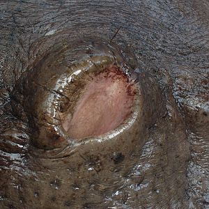 Hippo nostril, opened