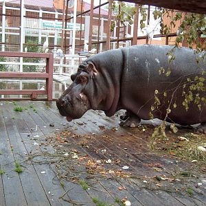 Hippo exhibit