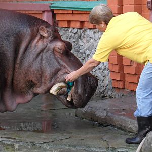 Reassuring a hippo