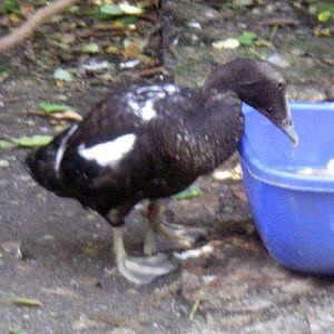 Common Eider (Somateria mollissima)