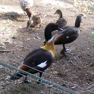 Australian Shelduck (Tadorna tadornoides)