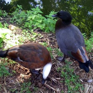 Paradise Shelducks (Tadorna variegata)