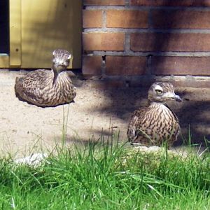 Spotted Dikkops (Burhinus capensis)