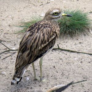 European Stone Curlew (Burhinus oedicnemus)