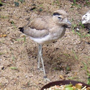 Peruvian Thick-knee (Burhinus superciliaris)