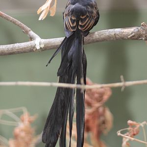 Red-collared Widowbird (Euplectes ardens) 'concolor' male in full