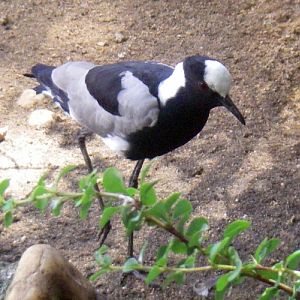 Blacksmith Lapwing (Vanellus armatus)