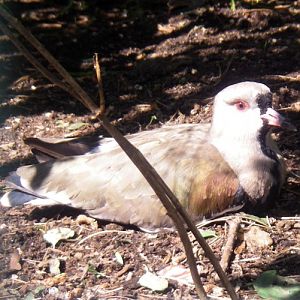 Chilean Lapwing (Vanellus chilensis)
