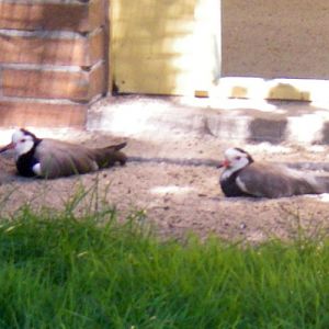Long-toed Lapwings (Vanellus crassirostris)