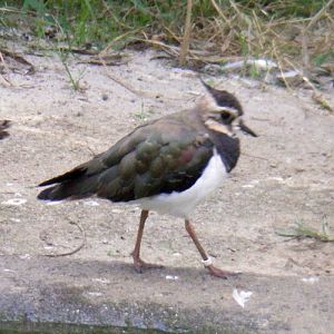 Northern Lapwing (Vanellus vanellus)