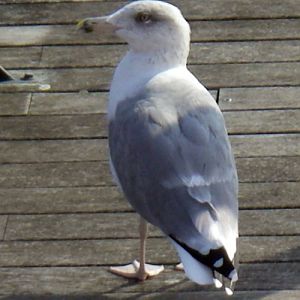 Yellow-legged Gull (Larus cachinnans)