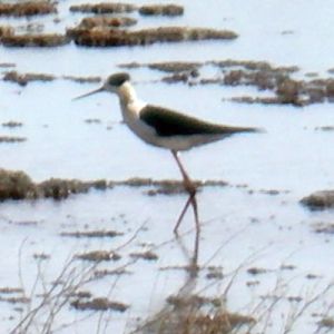 Black-winged Stilt (Himantopus himantopus)