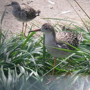Ruff (Philomachus pugnax)