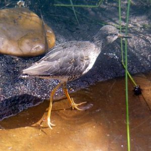Redshank (Tringa totanus)