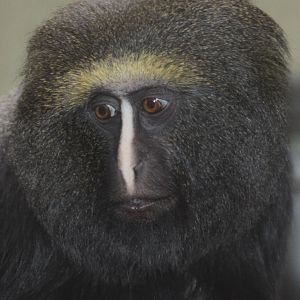 Owl-faced Monkey (Cercopithecus hamlyni)