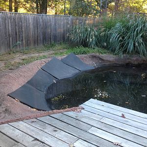 Alligator Alley- American Alligator Exhibit