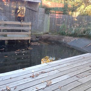 Alligator Alley- American Alligator Exhibit