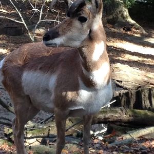North American Plains- Pronghorn