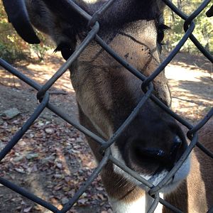 North American Plains- Curious Pronghorn