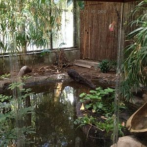 South American Rainforest- Caiman/Turtle Exhibit