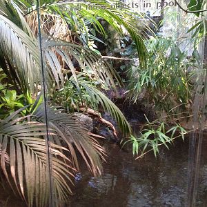 South American Rainforest- Caiman/Turtle Exhibit