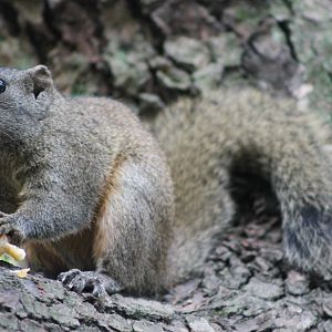 Pallas (red-bellied) squirrel (Callosciurus erythraeus)
