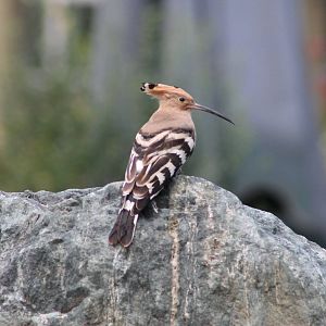 Hoopoe (Upupa epops)