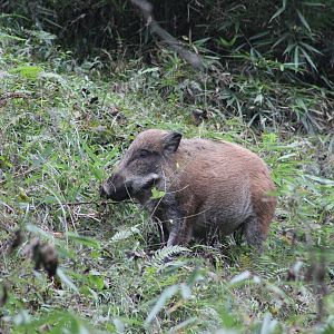 wild pig (Sus scrofa)