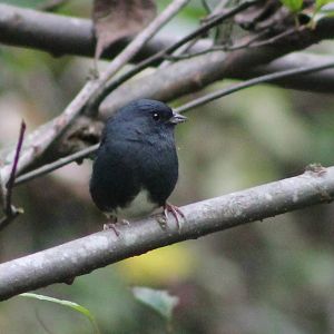 Slaty bunting (Latoucheornis siemsseni)