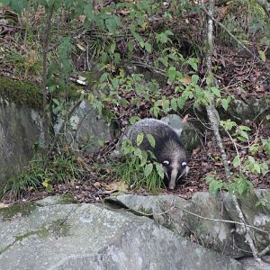 Hog badger (Arctonyx collaris)