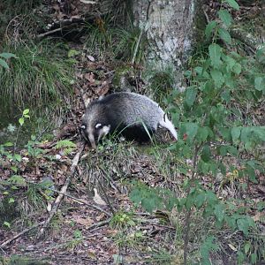 Hog badger (Arctonyx collaris)
