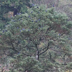 a tree full of Grandalas (Grandala coelicolor)