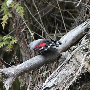 Wallcreeper (Tichodromus muraria)