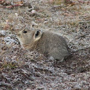 Black-lipped or Plateau Pika (Ochotona curzoniae)