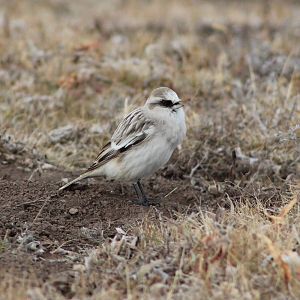 White-rumped snowfinch (Montifringilla taczanowskii)