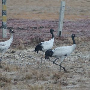 Black-necked cranes (Grus nigricollis)