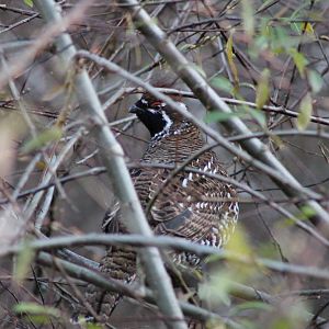 Chinese grouse (Tetrastes sewerzowi)